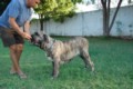 Matriz - Fila Brasileiro Tigrado - Canil Singular - Leona